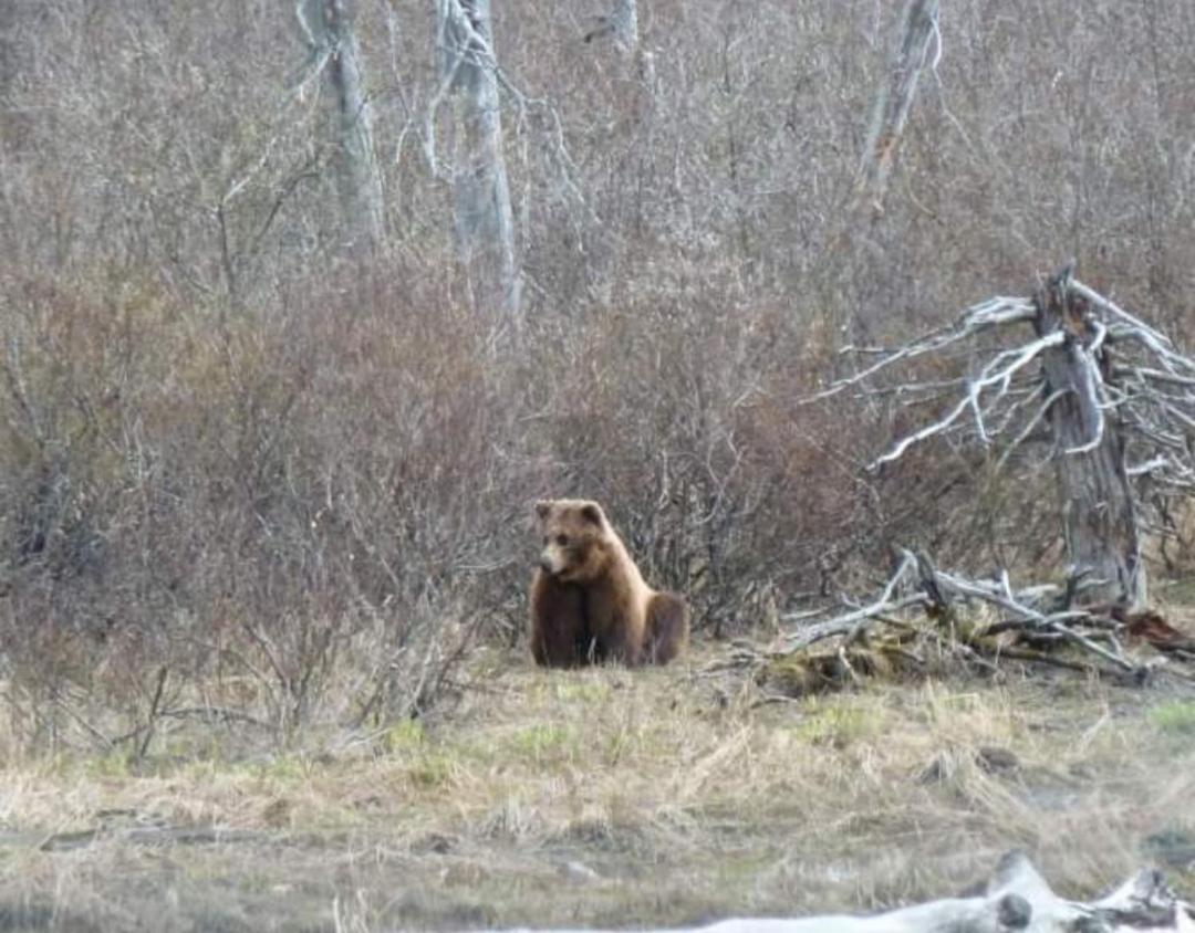Alaska Grizzly Lodge Fairbanks Exterior foto